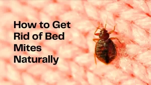How to Get Rid of Bed Mites Naturally