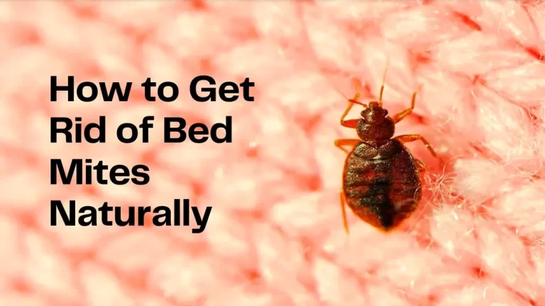 How to Get Rid of Bed Mites Naturally
