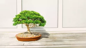 The Benefits of Growing Bonsai Trees