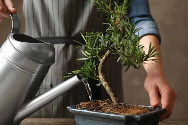 bonsai watering guide