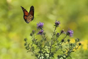 Native Plants for Butterfly Gardens